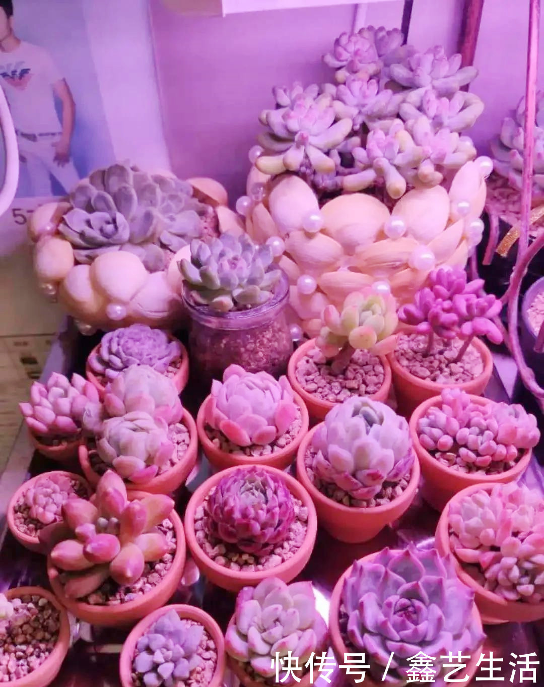 越虐越长疯,3周胖到爆炸的多肉控养大法,不轻易外传