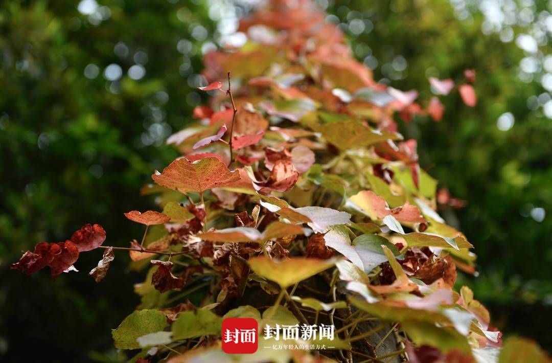 红叶|隐于城市的红叶依然是一道美丽风景｜图集