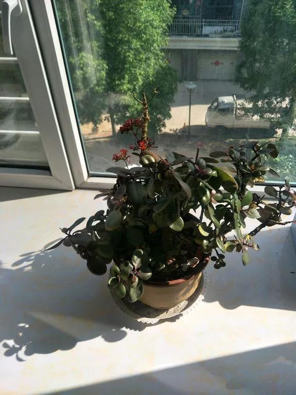 花钱买了大老桩，越养越不开花，试试这个方法，复壮开爆盆