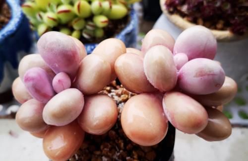 多肉桃蛋叶片发皱？建议不要连续浇水，要不然你很可能会收空盆哦