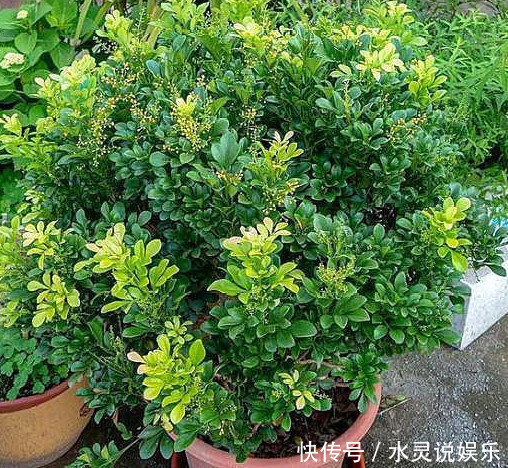 关键点|养的“米兰花”清香扑鼻,掌握3个关键点,花开满盆,比香水好闻