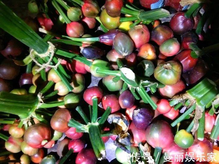 雄蕊|3种花不用“扦插”,花开完等俩月,半年变成“养花大户”!