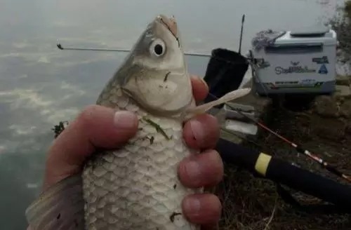 一把窝子就有钓不完的鲫鱼，用起来还真不是说着玩的！