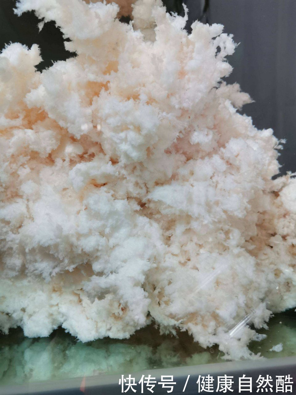 神奇!它竟然可以抑制糖尿病 !