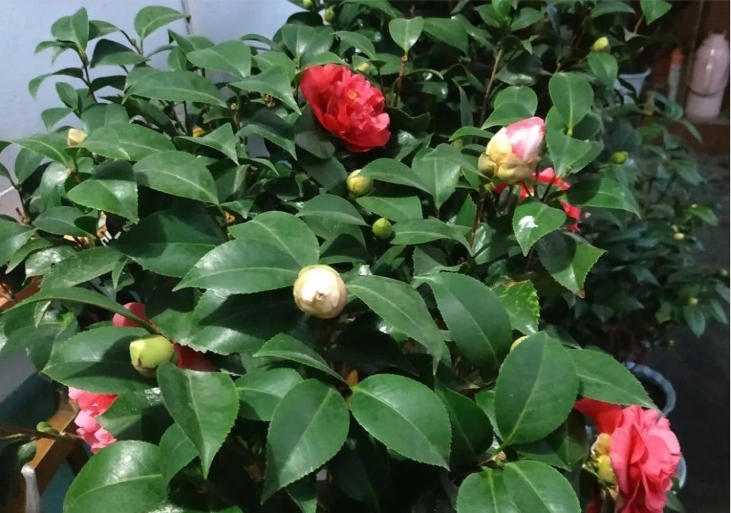 很多人觉得盆栽茶花难养,没法开花,多做2步,迎刃而解