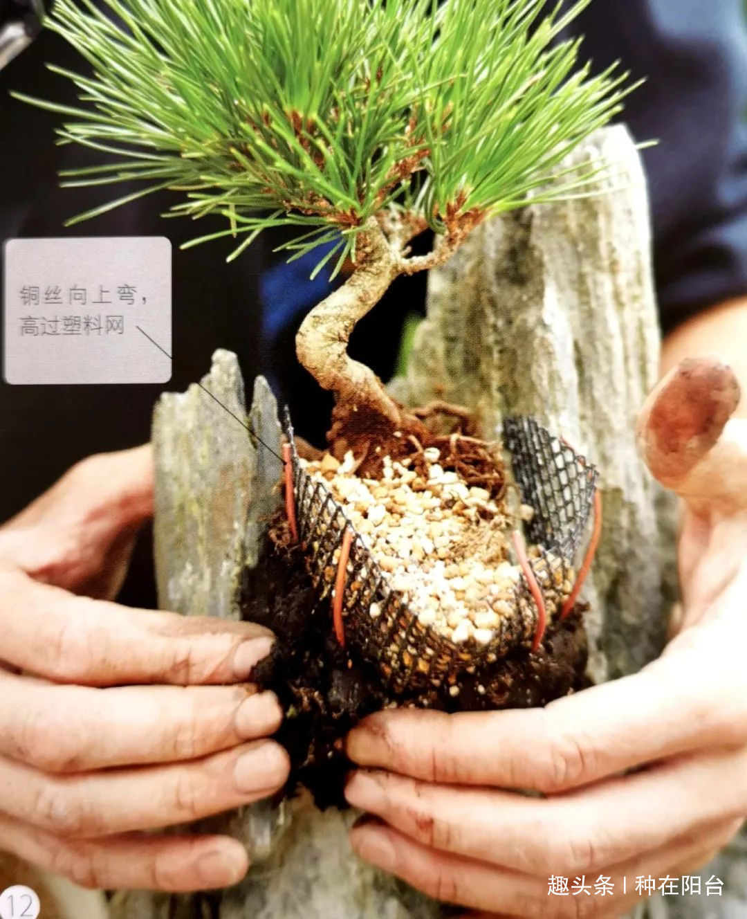 网篮|山水盆景不是非“水”不可,看山石与树木如何演绎一道山水盆景!