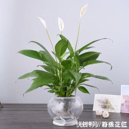 养文竹|都说冬天要“少浇水”,家里有“4种花”要勤浇水,预防黄叶
