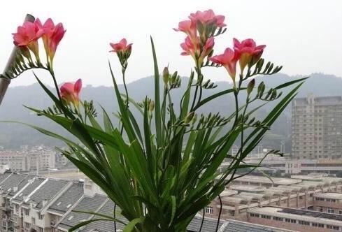  好养|好养漂亮的“4种花”，阳台室内养一盆，浇水就长爆盆，开花不断