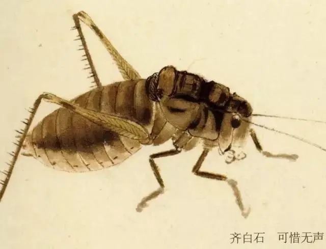 蝈蝈$国画技法图典——草虫篇:蝗虫 蚂蚱 蝈蝈 螽斯 螳螂 蟋蟀