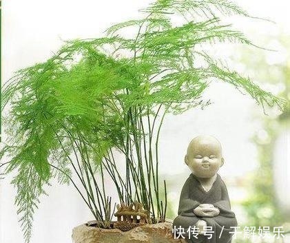 这些花最讨厌太阳,越阴凉越爆盆,还能开满花!