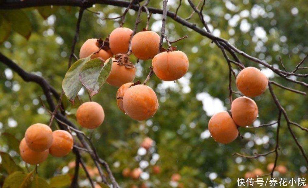 家中有院子，就栽6种吉祥树，寓意好，观赏性强