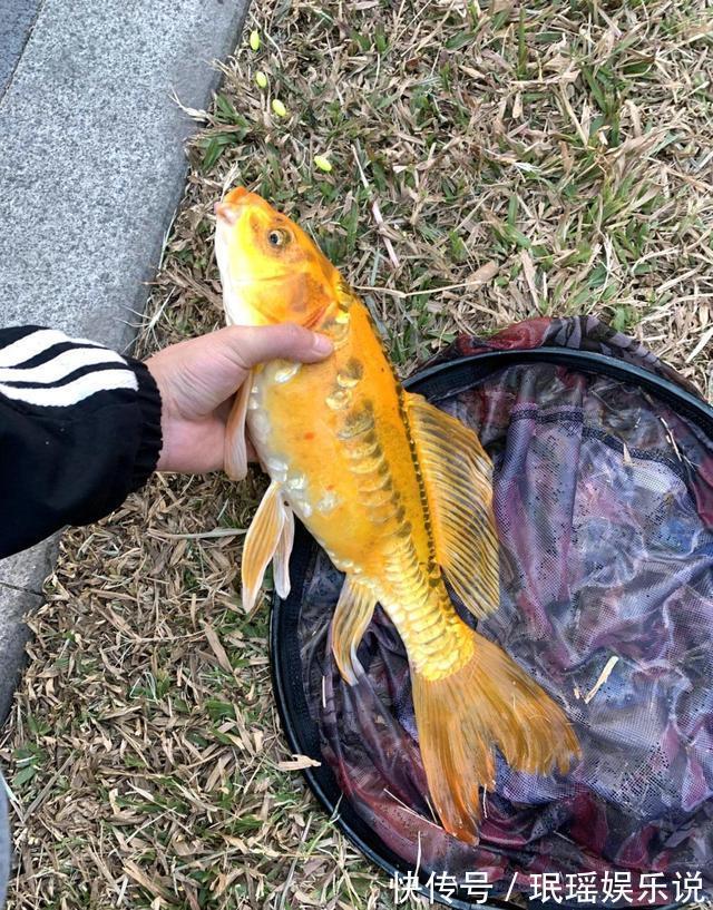 价值上千?深圳钓友钓了条奇鱼,有人出1000想买,钓友:已经放了