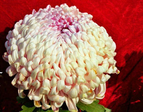 喜欢菊花，不如养盆花十八学士，似贵族少女，贵气十足，太美了！