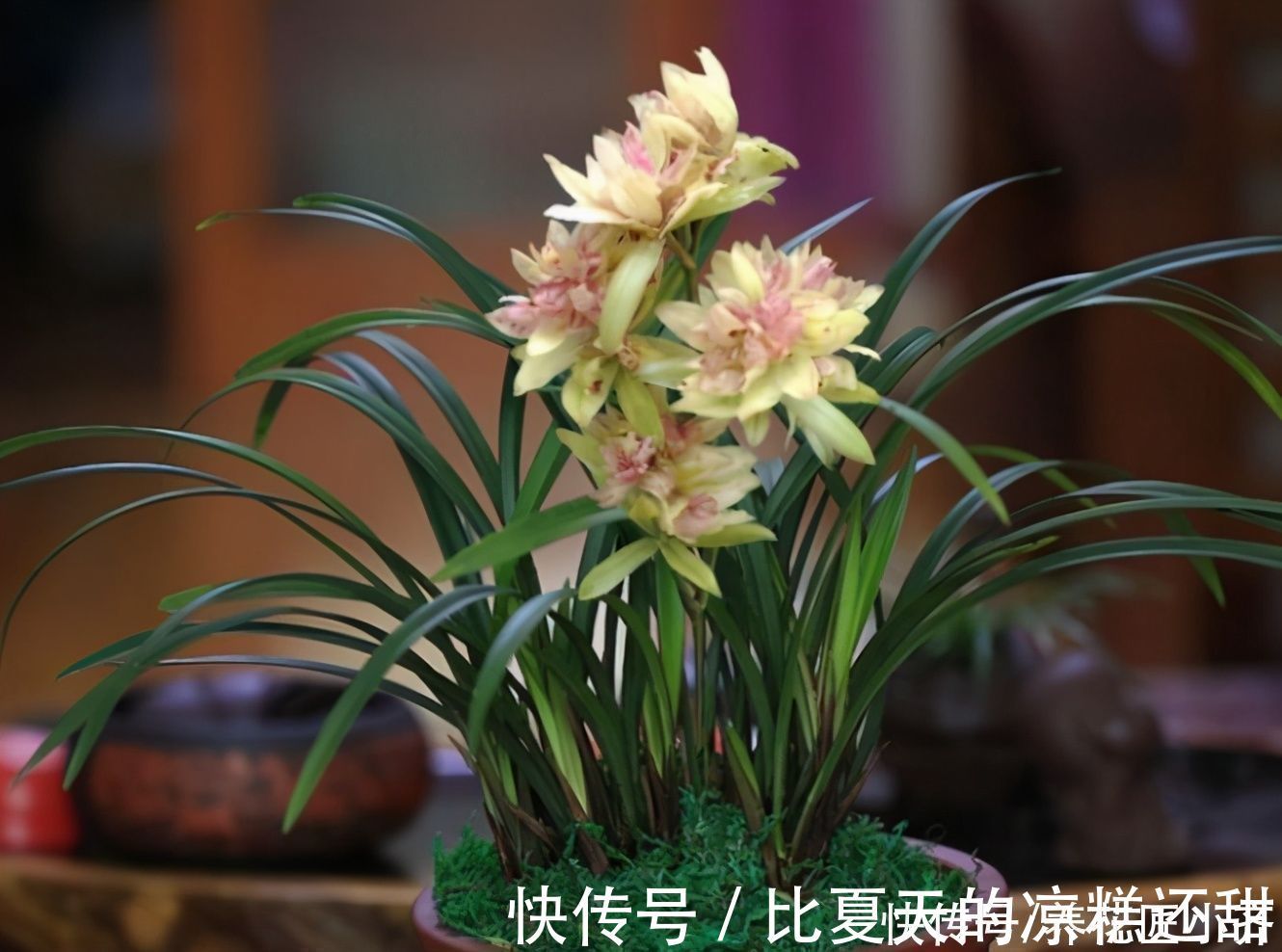 根系|兰花开完花后,早点给它做好3点,根系长满盆,新芽蹭蹭往外冒