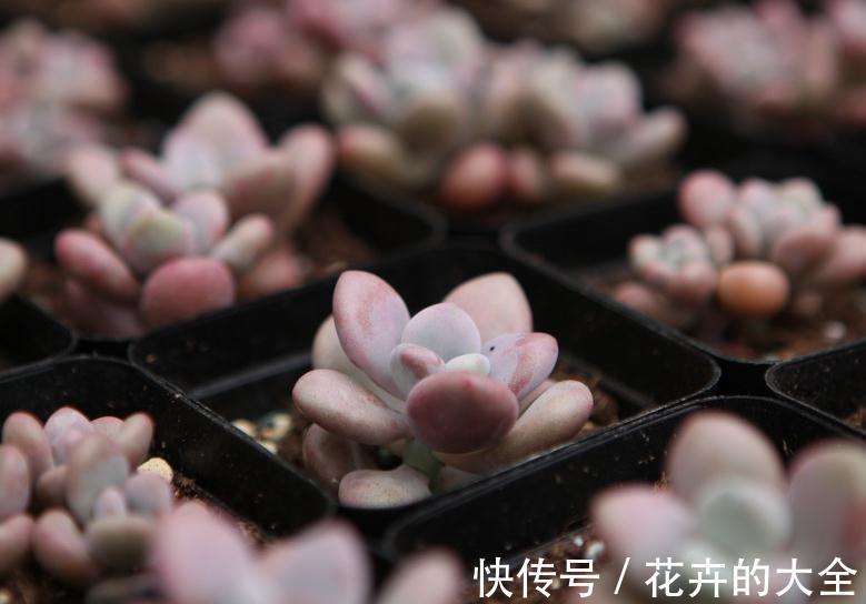 多肉黑腐烂根，这几招可以让你的多肉起死回生，你了解过嘛