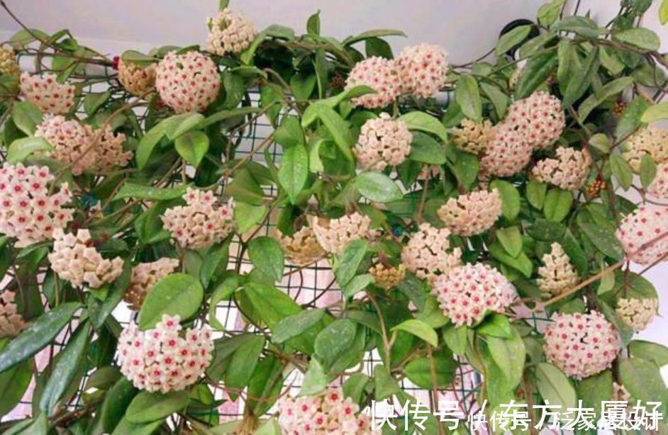 茉莉花|养花就养4种花，好养易活花量大，养上一盆四季欣赏，好养还不贵