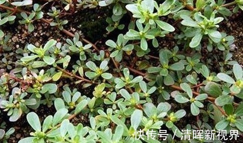 瘊子|农村有种常见的野草，是治疗瘊子的良药，分分钟就治好，不再长