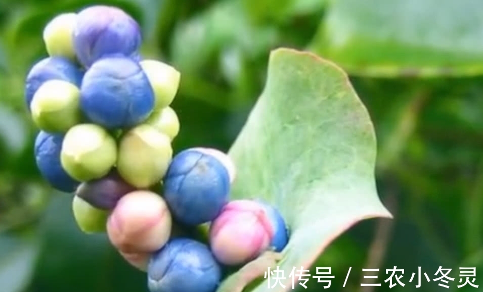 老虎|这种霸气的野草,蛇见了要绕道走,农民叫它“蛇娘舅”,你见过吗