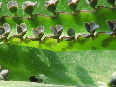 植物|落地生根，打不死的“入侵植物”，叶肥肥花好看，还能嫁接长寿花