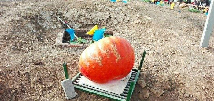 蔬果|宋MAX，感受一下蔬果城堡的寧靜，欣賞彩色的自然