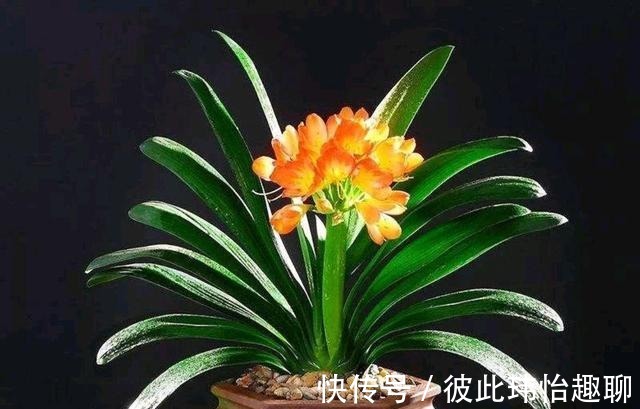 植料|君子兰小苗,做好几点,长得快早日开花