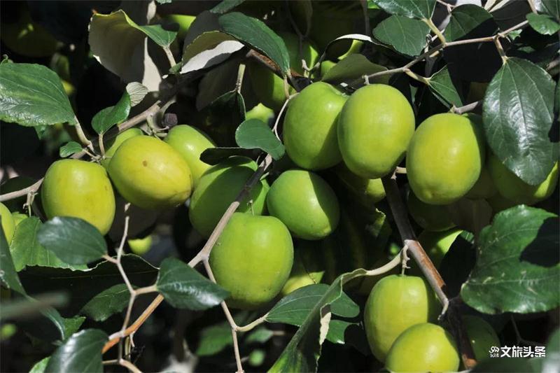 时分|有一种向往,叫元江的冬天!