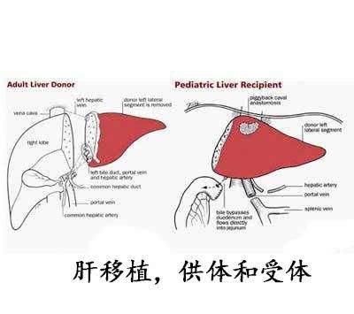 肝功能|肝功八项都正常说明肝正常吗？非也