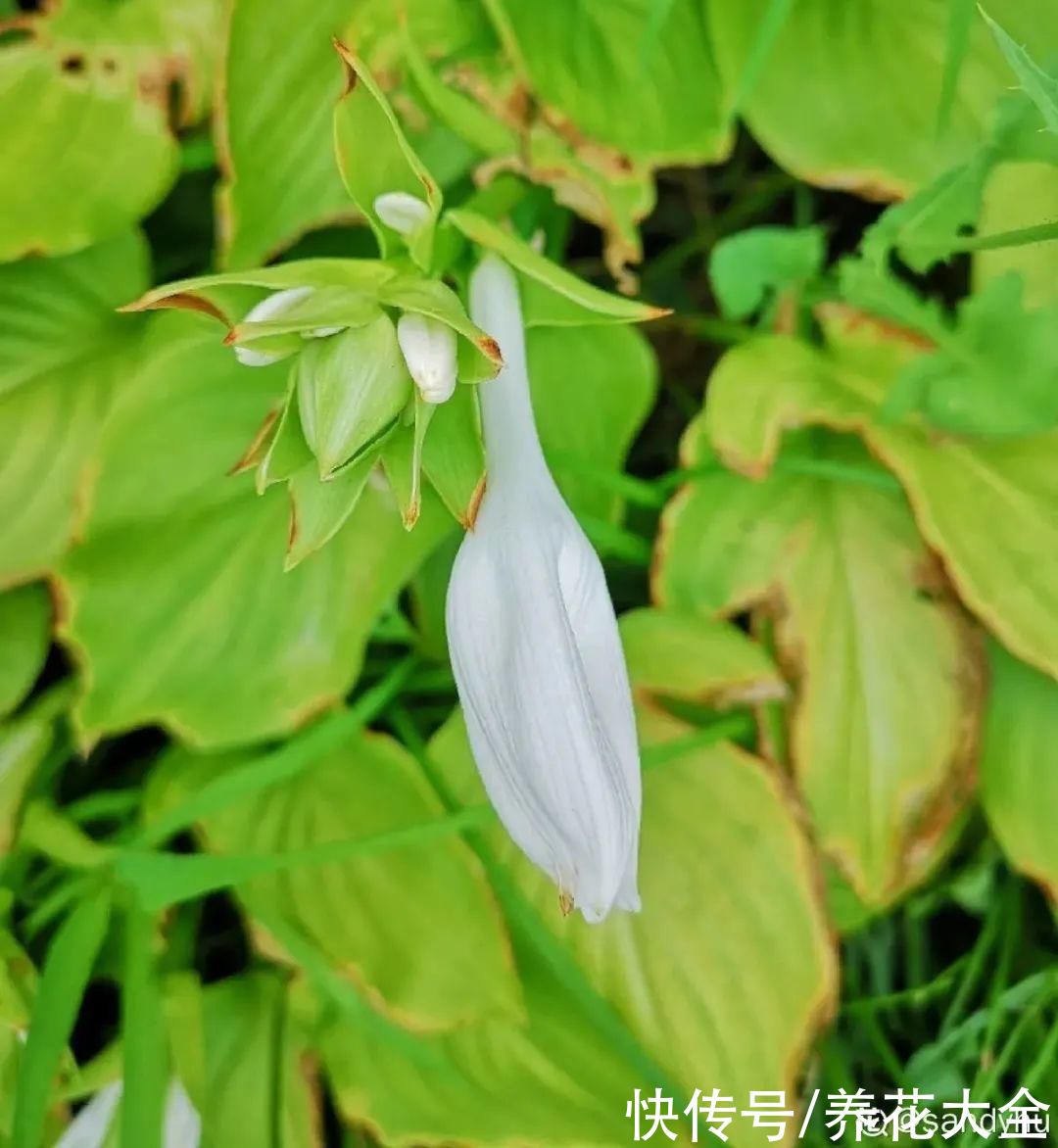 夏天怕晒的花，赶紧搬到阴凉地儿，再晒成枯杆了