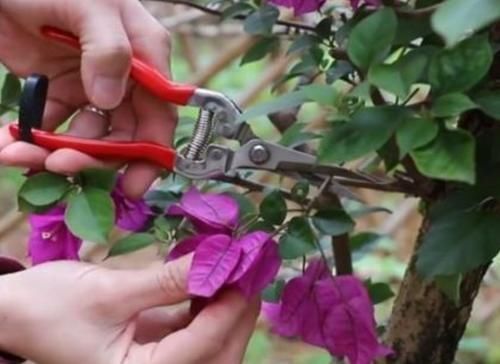 植株|冬天三角梅开完花,给它做好这几件事,休整好,来年才能开花更多
