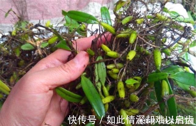 小物|遇到这种寄生“果上叶”,可别再砍掉了,加青苔做盆景,比石斛美!