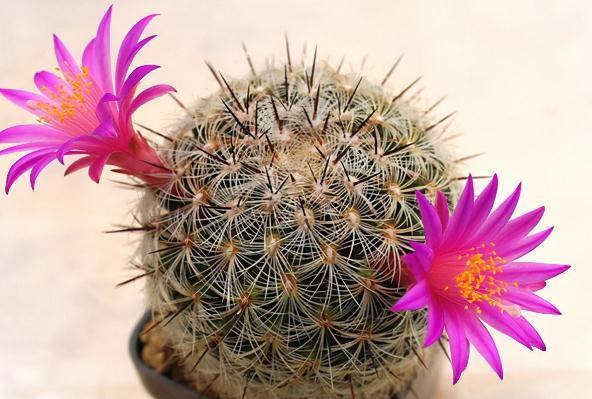 八种不喜水花，土不干不浇水