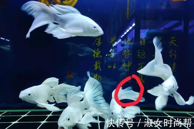 很多观赏鱼的鱼鳍、尾鳍,即使烂掉了也能再生长,没有什么问题!