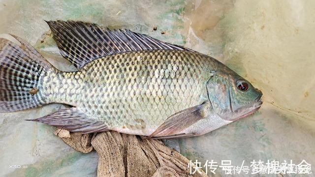 这2种鱼已成功“入侵”我国,吃货也束手无策,钓到该如何处理