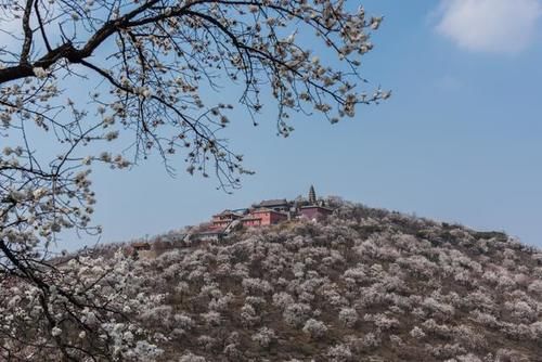 古塔古寨相伴，杏花开遍山野——荥阳千尺塔迎来最美的季节