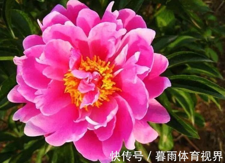 花卉|家里阳台养此款花，新手也能养爆盆，花香四溢飘满屋，美爆了