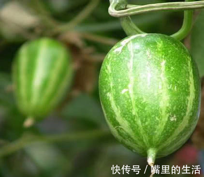 农村|喝酒时“千杯不倒”全靠它，农村随处可见，酒精遇上“抖三抖”