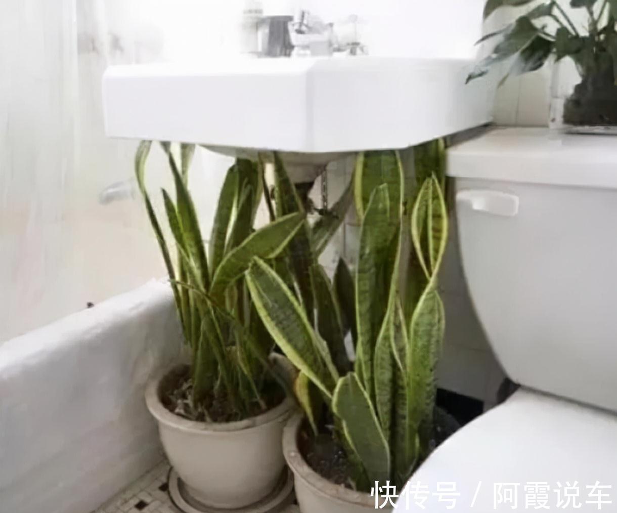 农历九月十八霜降后，养什么花？家里养3种花，蒸蒸日上红红火火