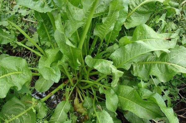 中草药|农村路边喂猪的野草，浑身都是宝，清热解毒，疏风祛湿，你认识吗