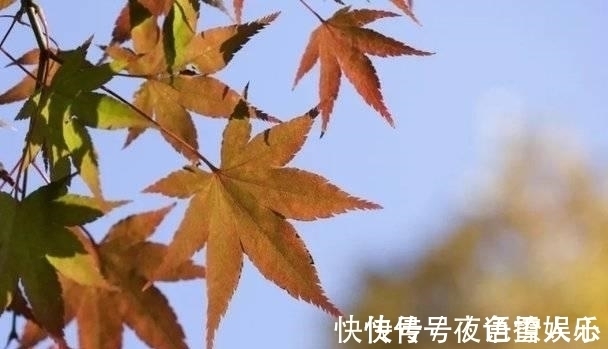 李白@一岁年龄一岁心。三首关于光阴古诗中,遇见最有诗意的秋天