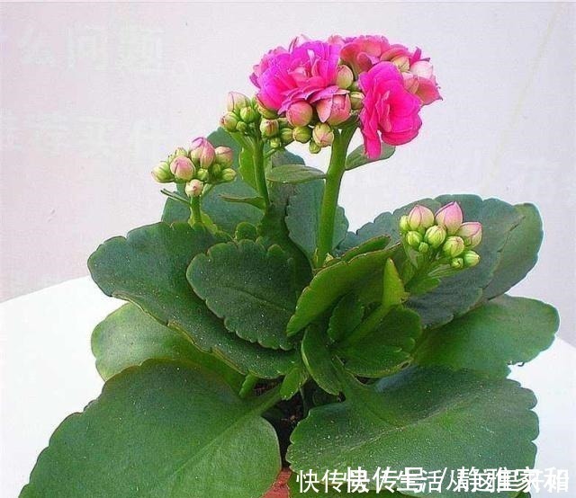 什么花生壳、柳树皮都不如这“2种肥”,盆里埋一点,养啥都爆盆!