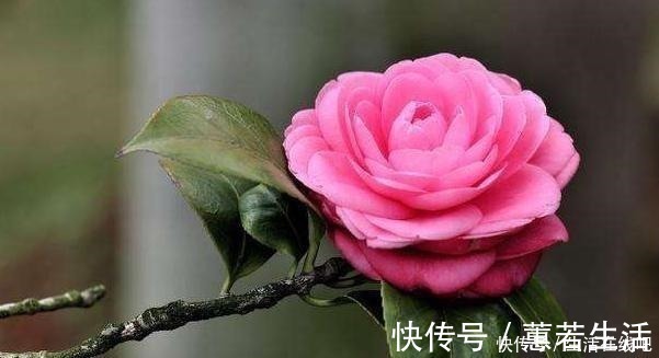 松针和松针土仅一字之差,但作用却完全不同,能不能养茶花全靠它!