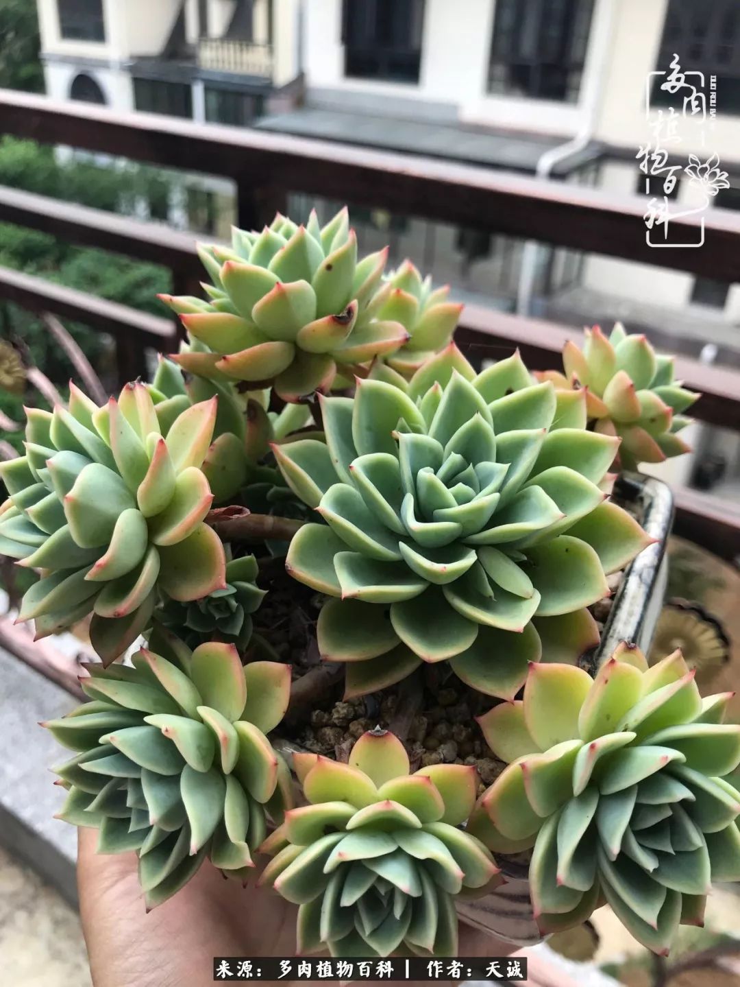 吃饱喝足，包邮区的多肉养精蓄锐准备渡劫！
