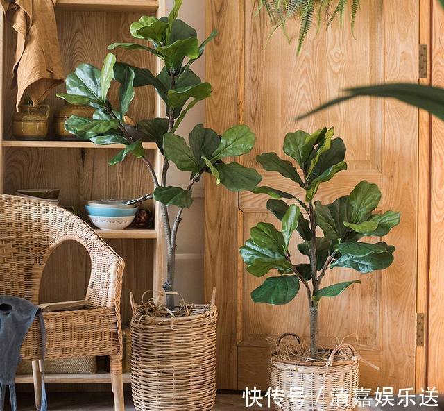 桂花|路边遇到4种花,别放过,掰个枝子长一盆!观叶赏花又好吃