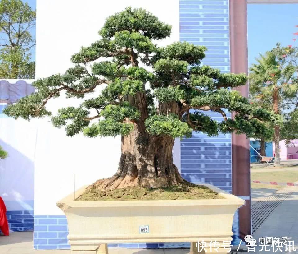 这两种盆景能当传家宝,被爱好者当“心头肉”