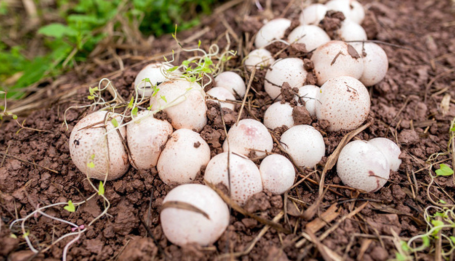 推崇|农村竹林里的“白蛋”,营养丰富,如今却被央视推崇