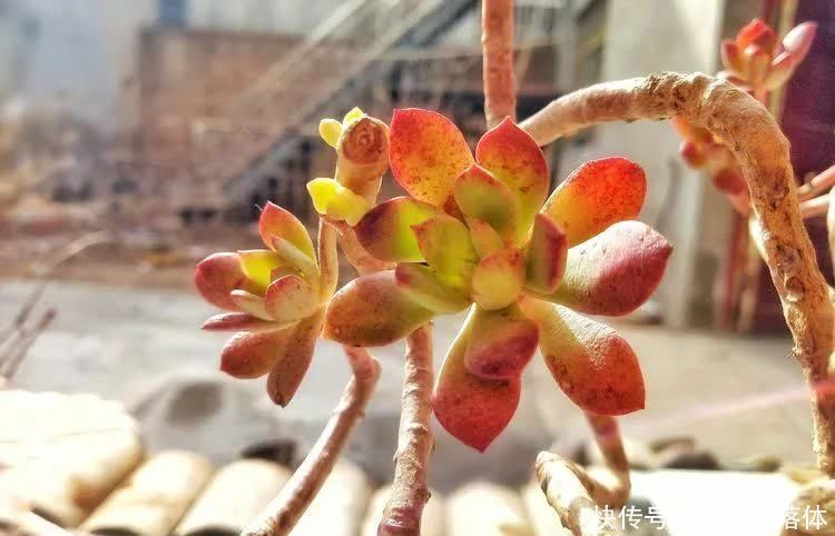 如莲似花,美好心情由你而始!