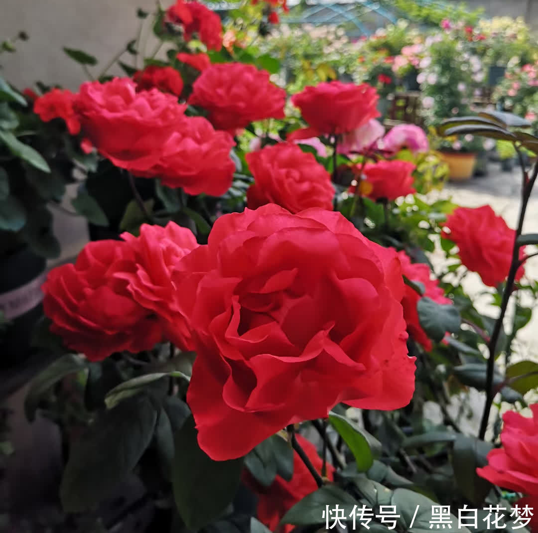 有5种花，很好养很勤花很优秀，种阳台露台上非常美