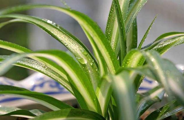 养吊兰注意这几点,新手轻松就养好,肉质根大绿叶真耐看