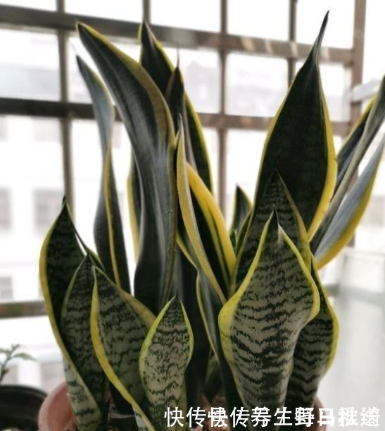 透气性|不会给虎皮兰浇水,只需记住“4个字”,叶片宽又厚,爆满一圈芽!