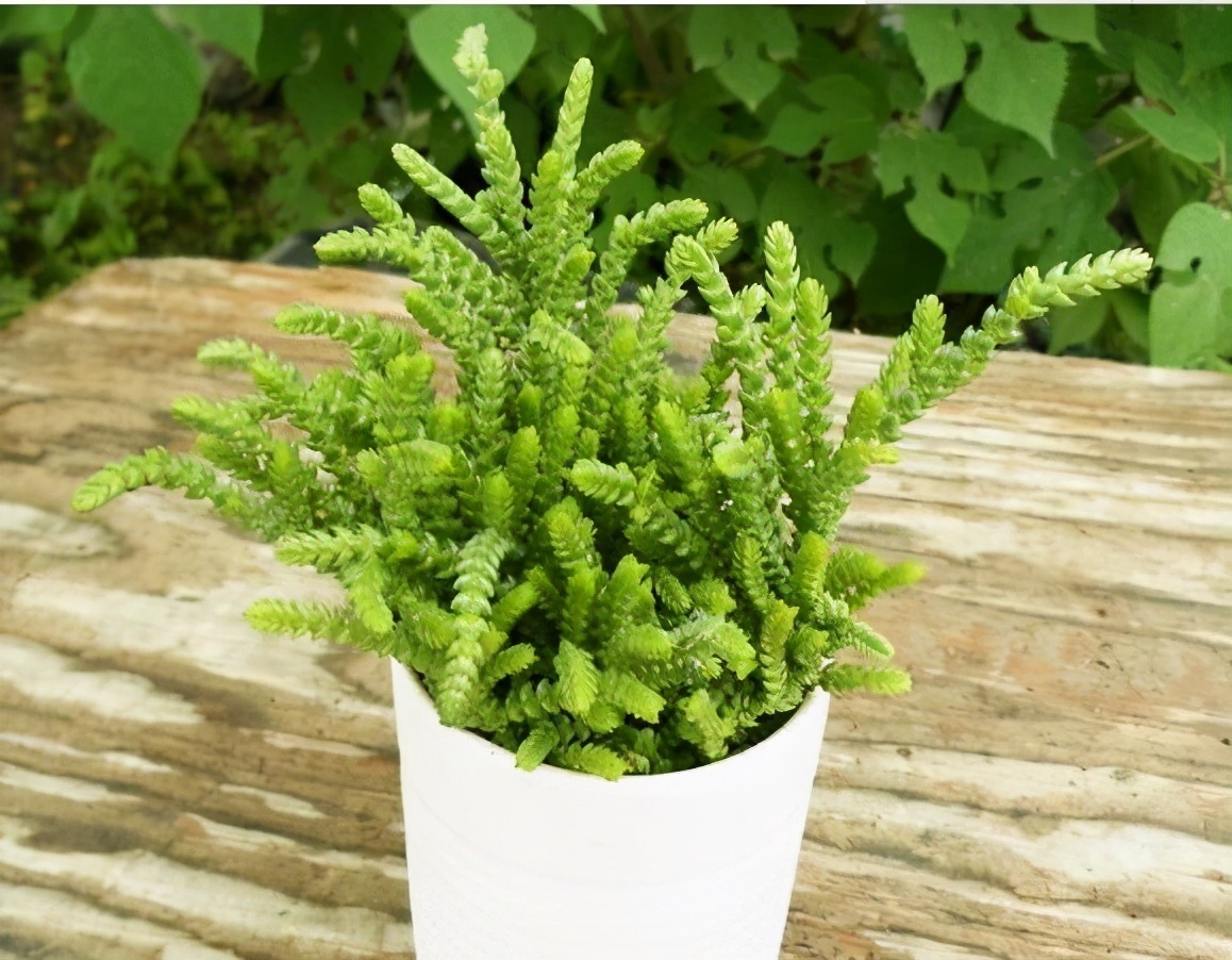 普货|6款多肉大普货，完全靠实力征服花友，养护简单出状态真好看